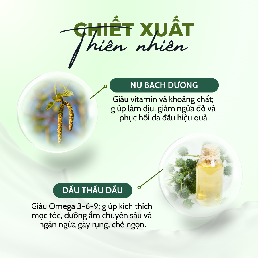 Dầu Xả Nụ Bạch Dương & Thầu Dầu Green Pharmacy 300ml Giúp Ngăn Ngừa Gãy Rụng Và Dưỡng Tóc Suôn Mượt - Ảnh 3