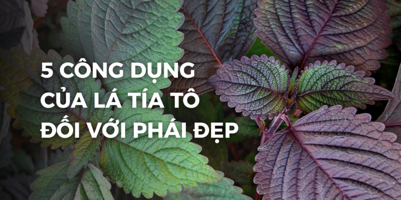 Công dụng của lá tía tô